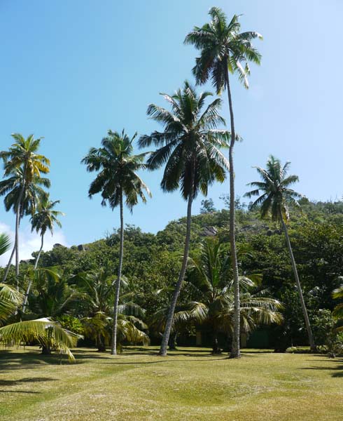 Seychellen-Landschaft- (14)