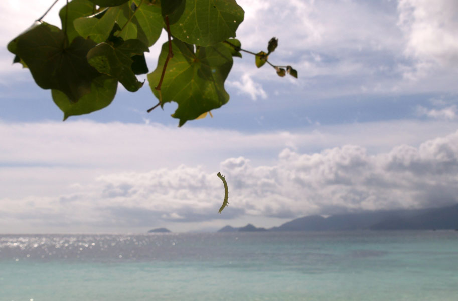 Seychellen-Landschaft- (146)