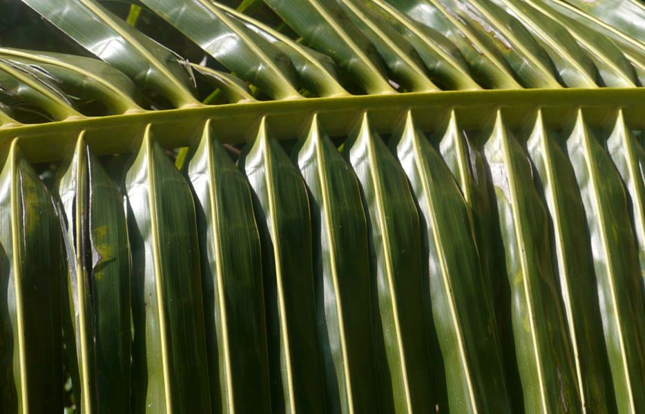 Seychellen-Landschaft- (165)