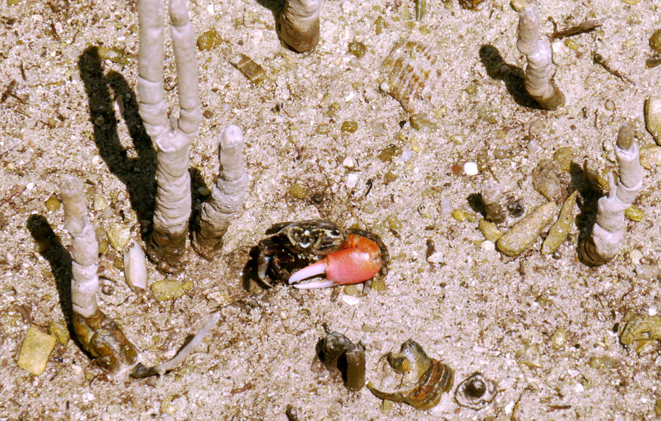 Seychellen-Landschaft- (167)