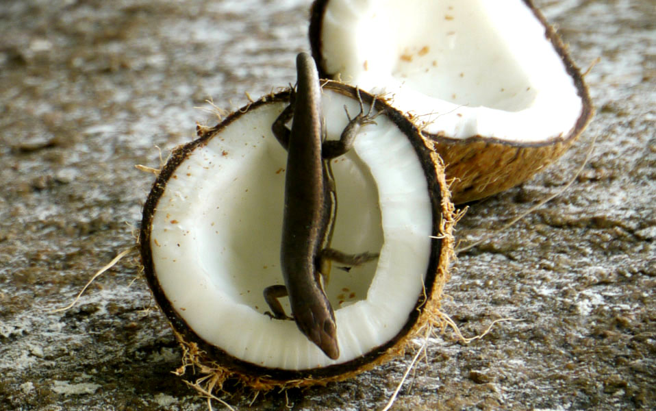 Seychellen-Landschaft- (176)