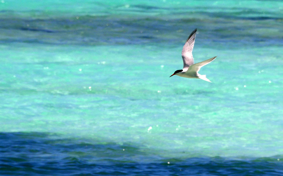 Seychellen-Landschaft- (182)