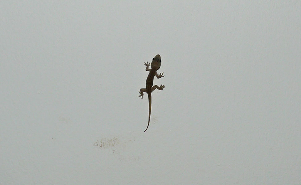 Seychellen-Landschaft- (190)