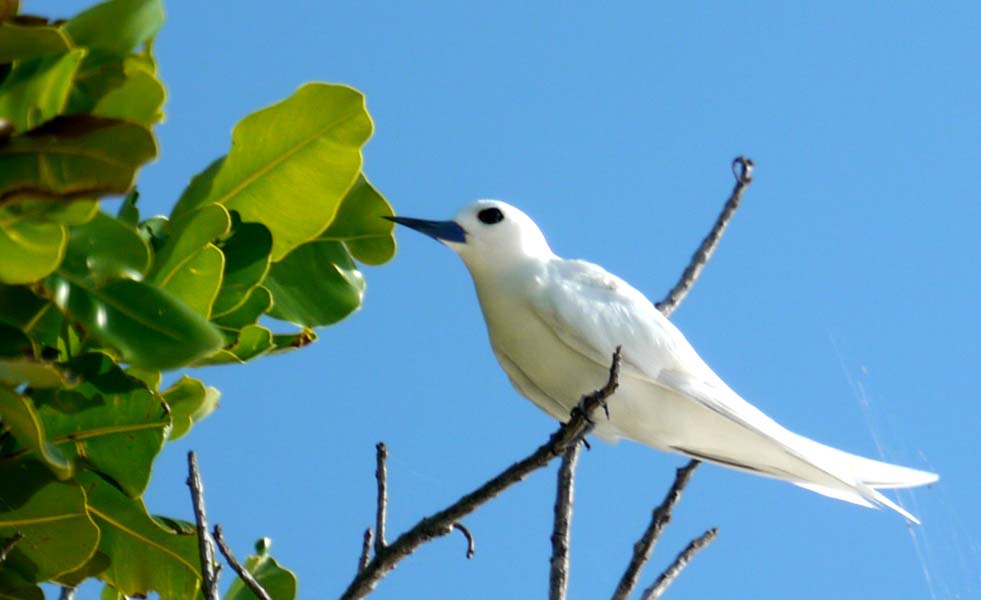 Seychellen-Landschaft- (197)