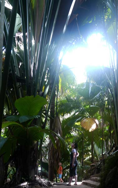 Seychellen-Landschaft- (2)