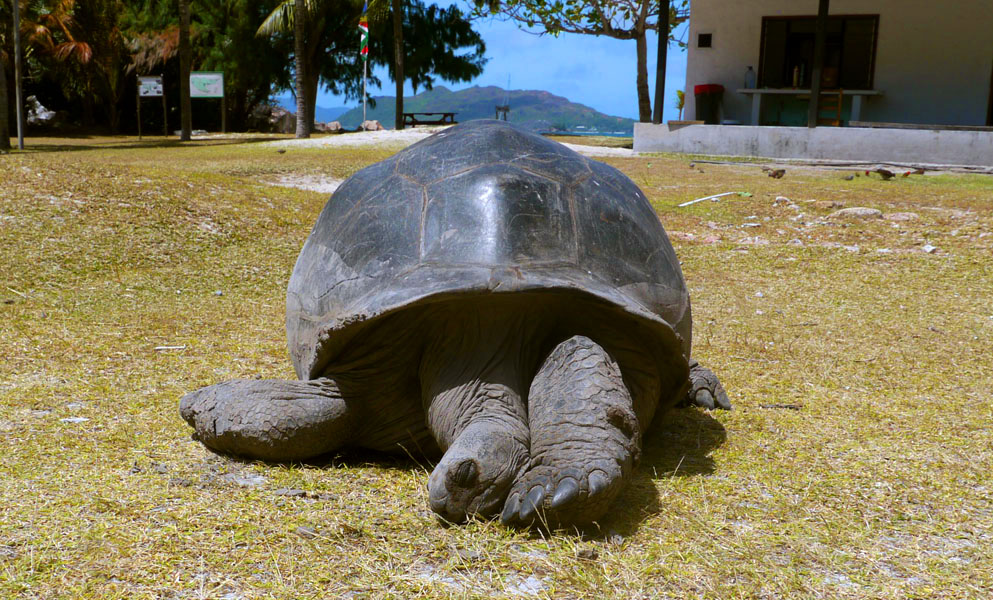 Seychellen-Landschaft- (201)