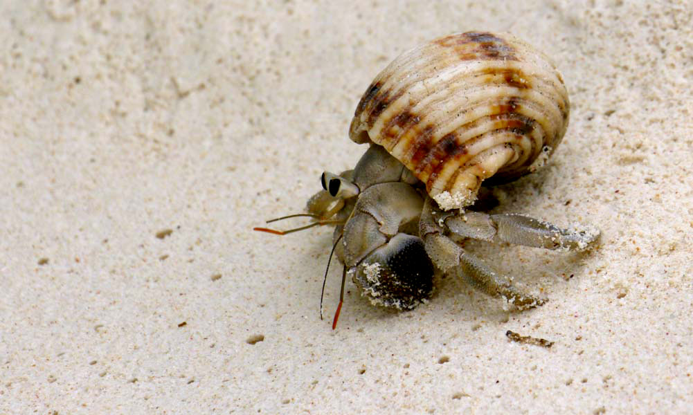 Seychellen-Landschaft- (205)