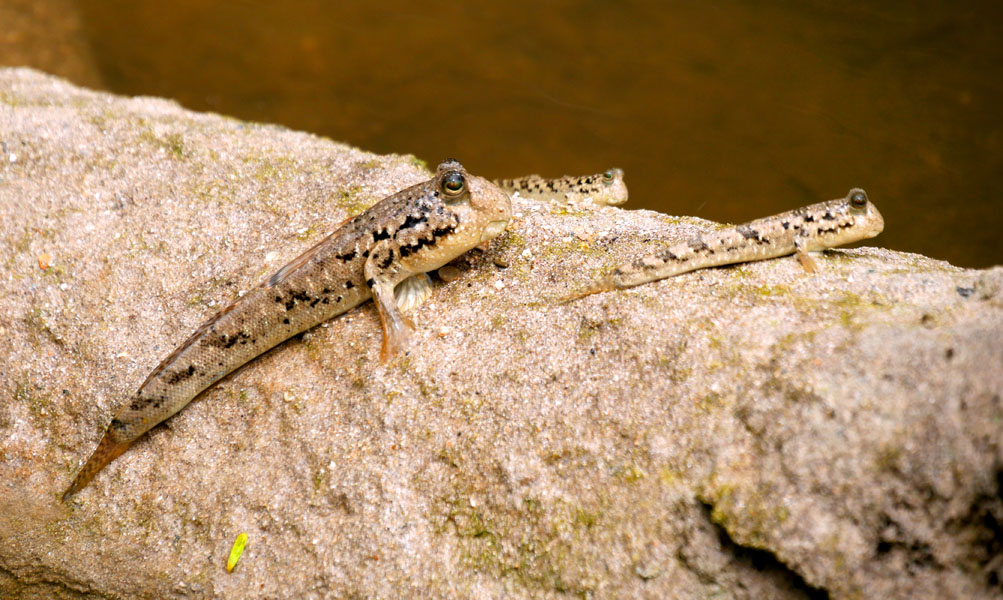 Seychellen-Landschaft- (206)