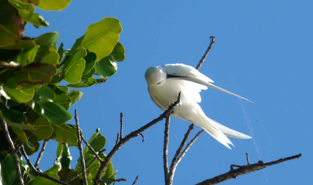 Seychellen-Landschaft- (212)