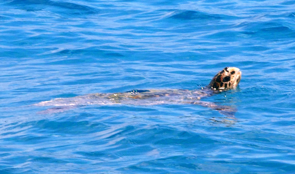 Seychellen-Landschaft- (213)