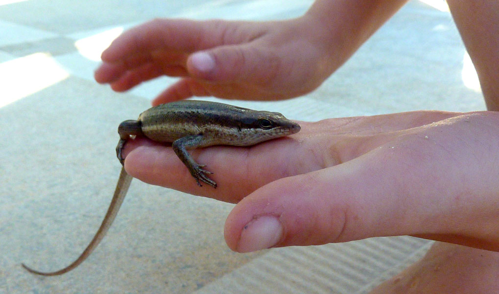 Seychellen-Landschaft- (214)