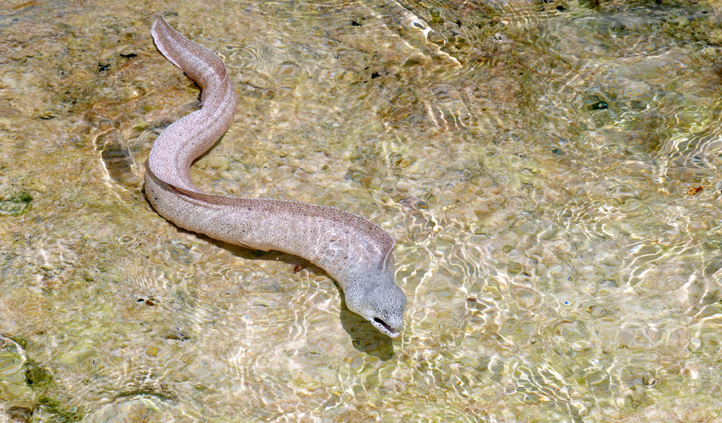 Seychellen-Landschaft- (216)