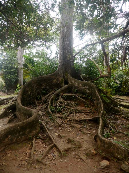 Seychellen-Landschaft- (6)