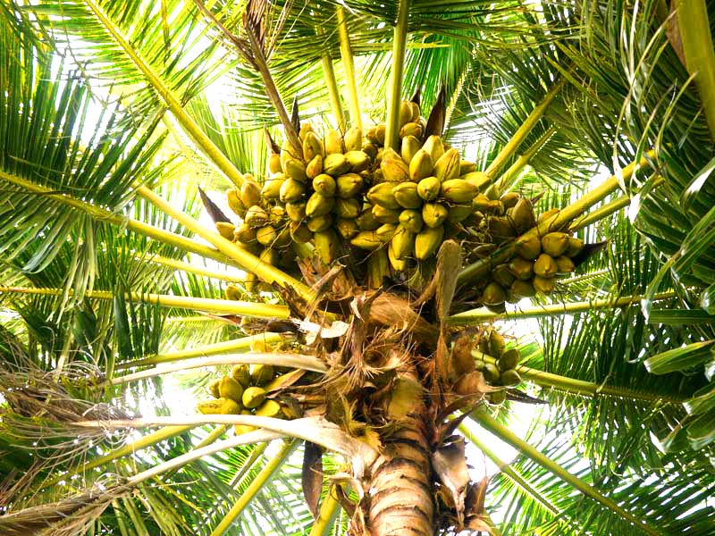 Seychellen-Landschaft- (90)