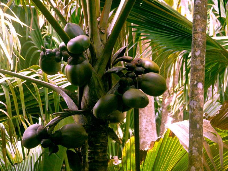 Seychellen-Landschaft- (93)