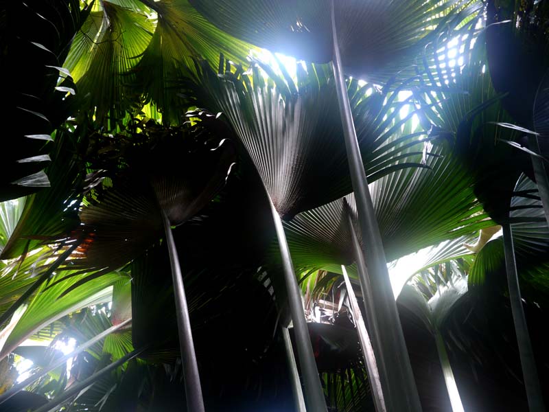 Seychellen-Landschaft- (94)