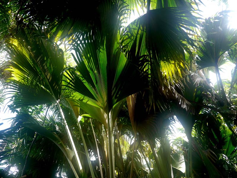 Seychellen-Landschaft- (95)