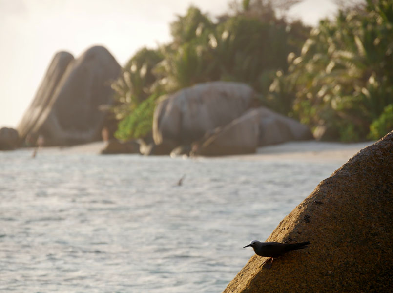 Seychellen-Landschaft- (99)