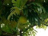 Seychellen-Landschaft- (87)