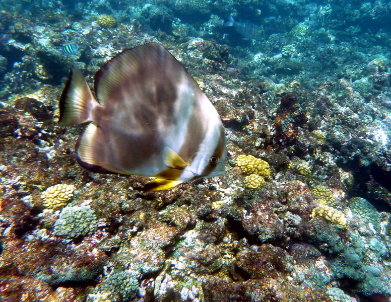 Seychellen-Unterwasser (11)