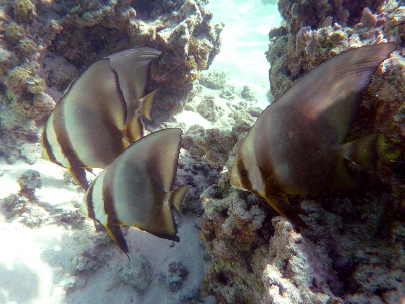Seychellen-Unterwasser (26)