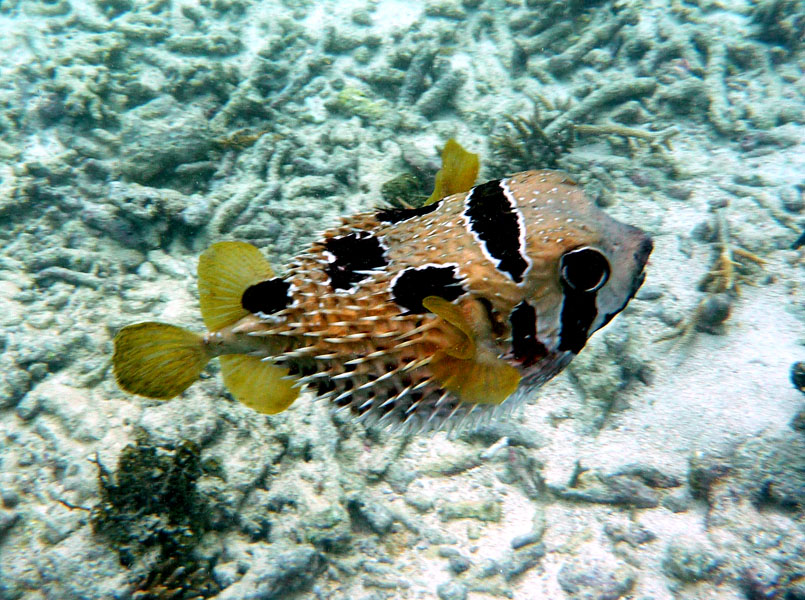 Seychellen-Unterwasser (29)