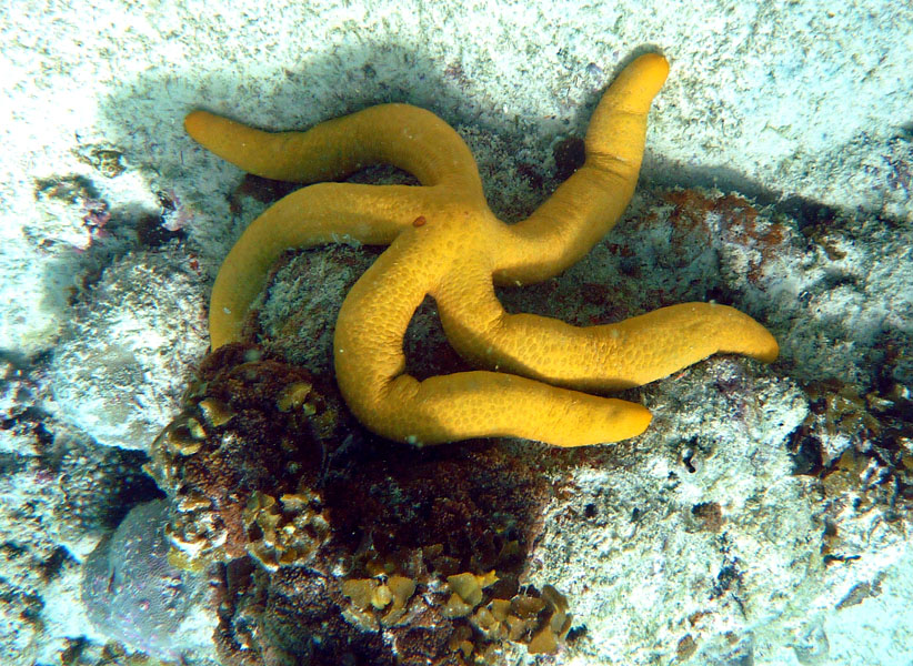 Seychellen-Unterwasser (31)