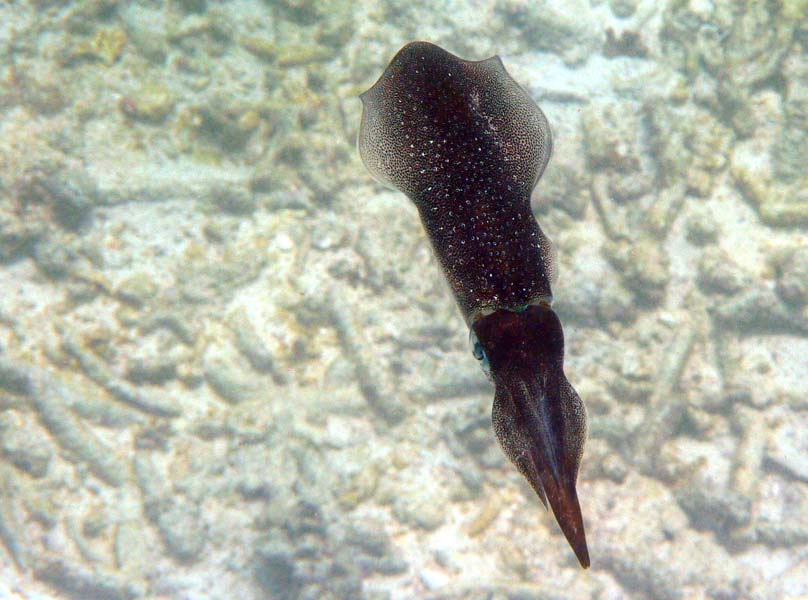 Seychellen-Unterwasser (32)