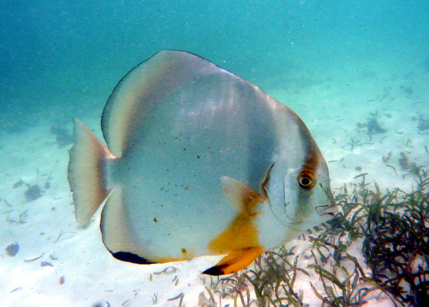Seychellen-Unterwasser (35)