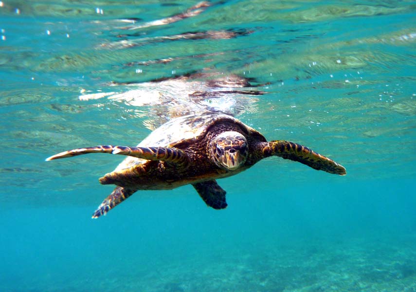 Seychellen-Unterwasser (38)