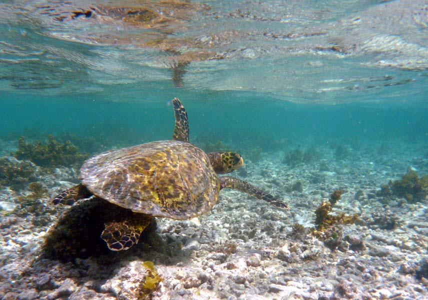 Seychellen-Unterwasser (40)