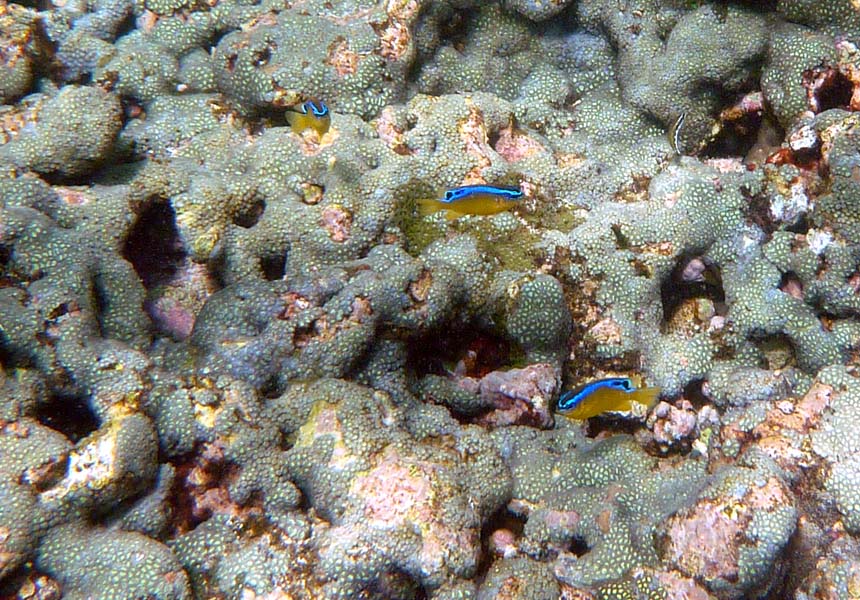 Seychellen-Unterwasser (42)