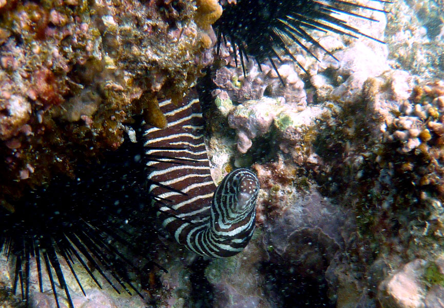 Seychellen-Unterwasser (43)