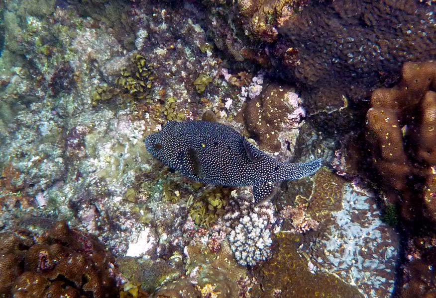Seychellen-Unterwasser (44)