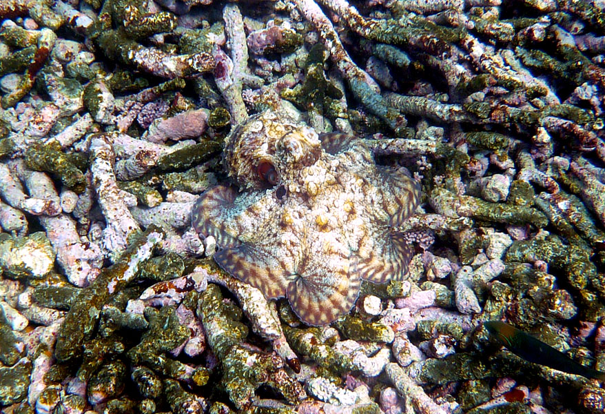 Seychellen-Unterwasser (46)