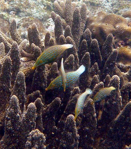 Seychellen-Unterwasser (5)