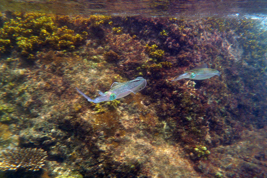Seychellen-Unterwasser (51)