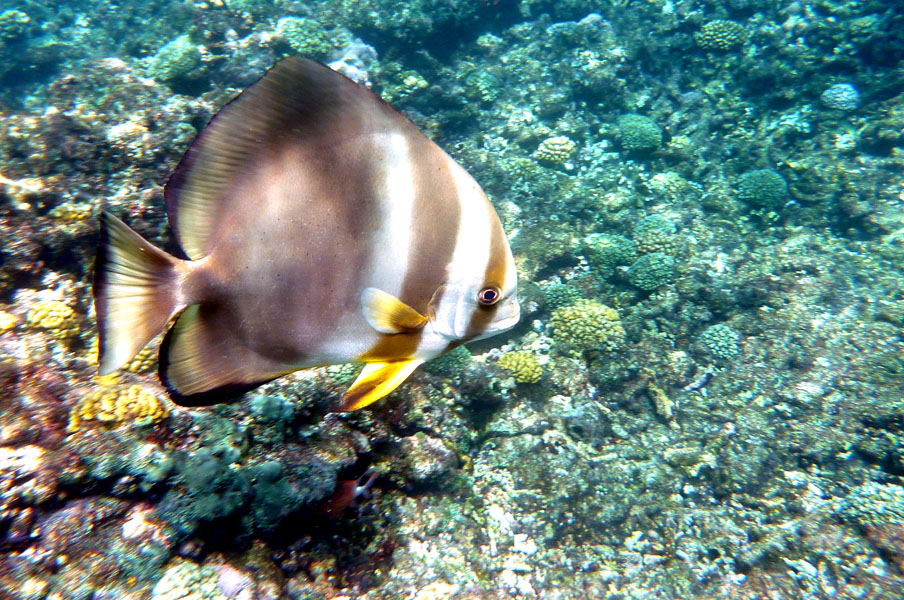 Seychellen-Unterwasser (52)