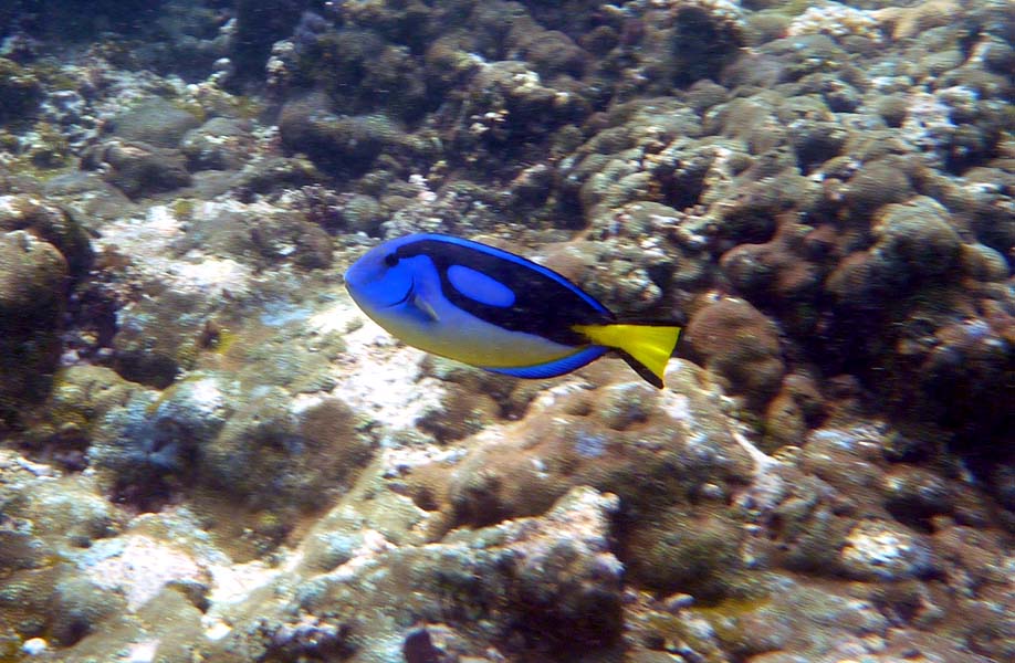 Seychellen-Unterwasser (53)