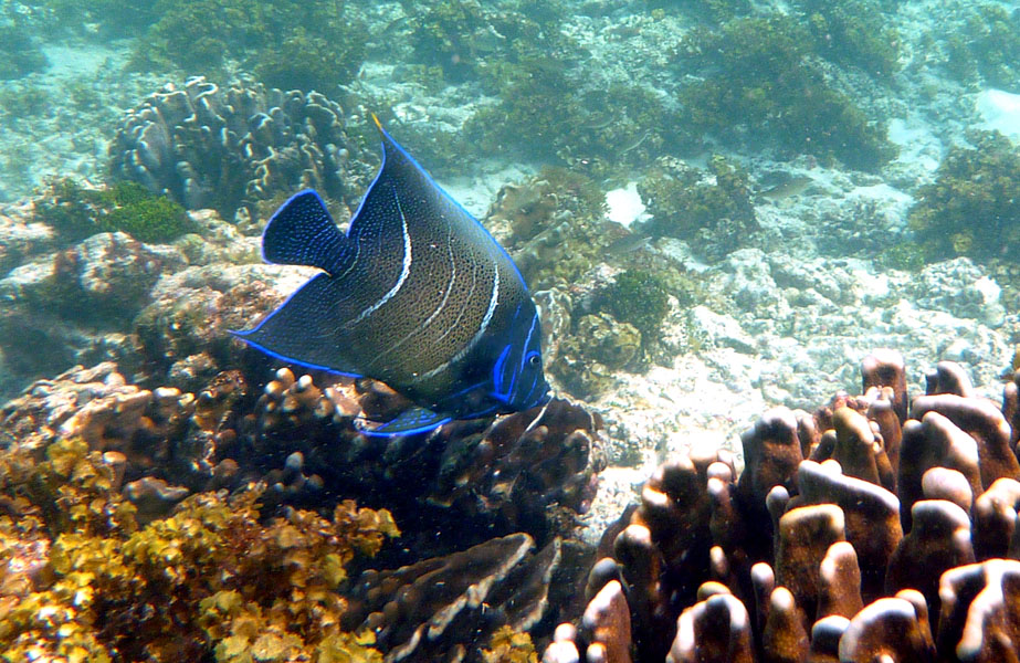 Seychellen-Unterwasser (54)