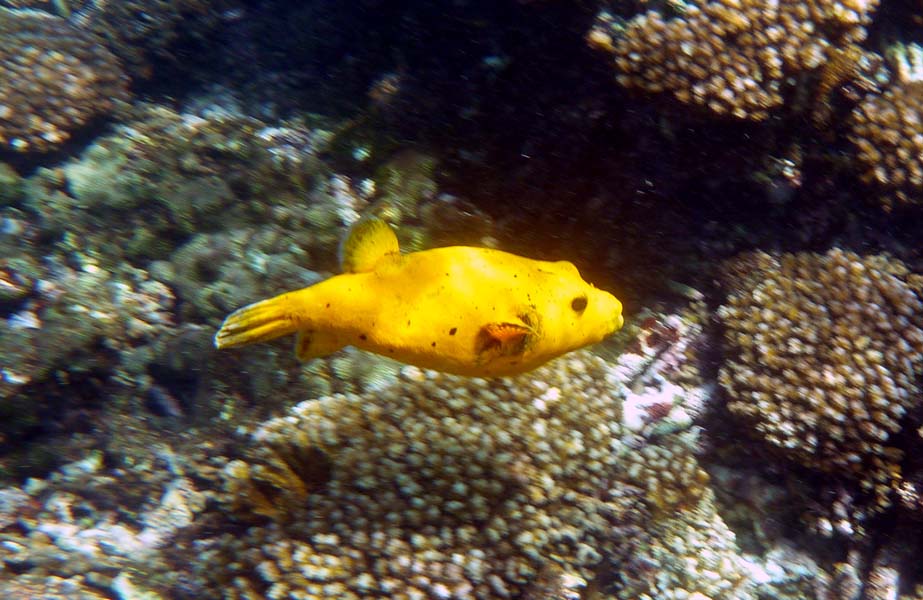 Seychellen-Unterwasser (55)