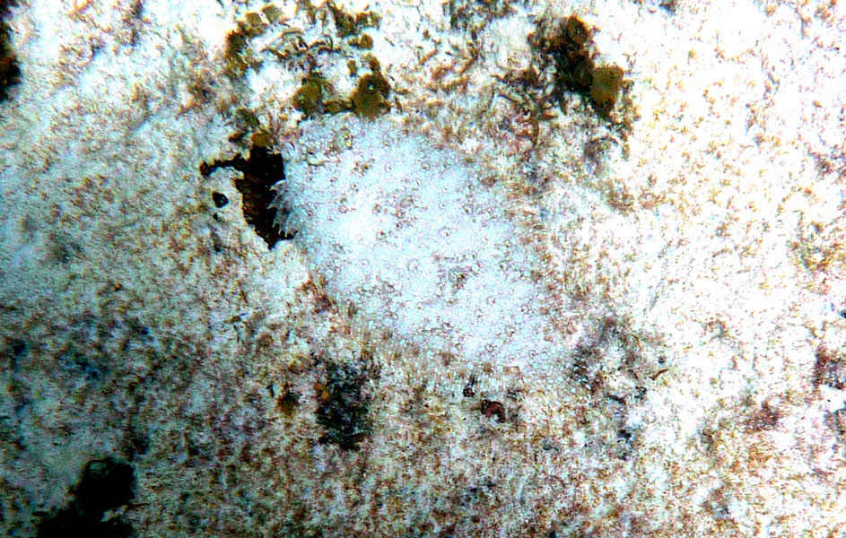 Seychellen-Unterwasser (57)