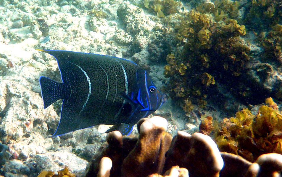 Seychellen-Unterwasser (58)