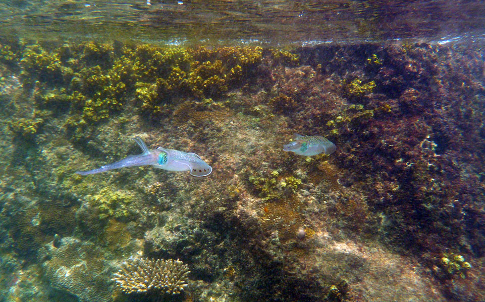 Seychellen-Unterwasser (59)