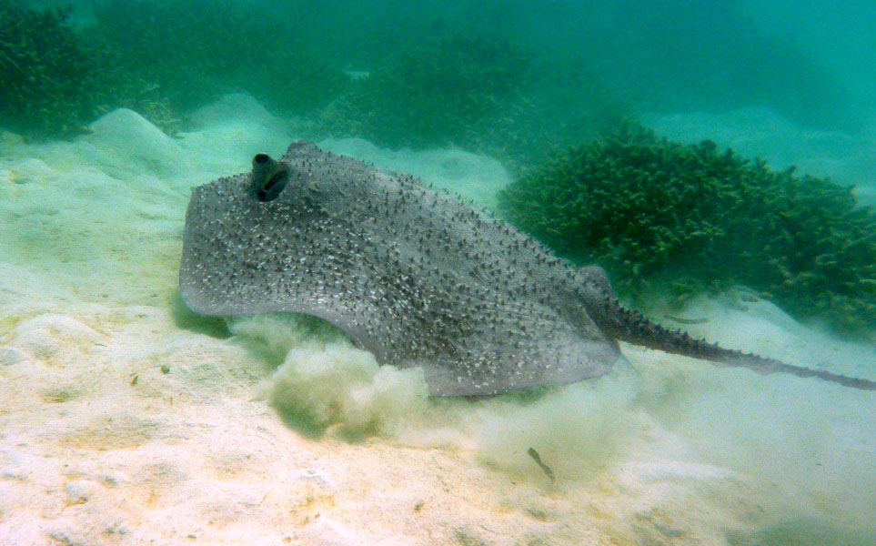 Seychellen-Unterwasser (60)