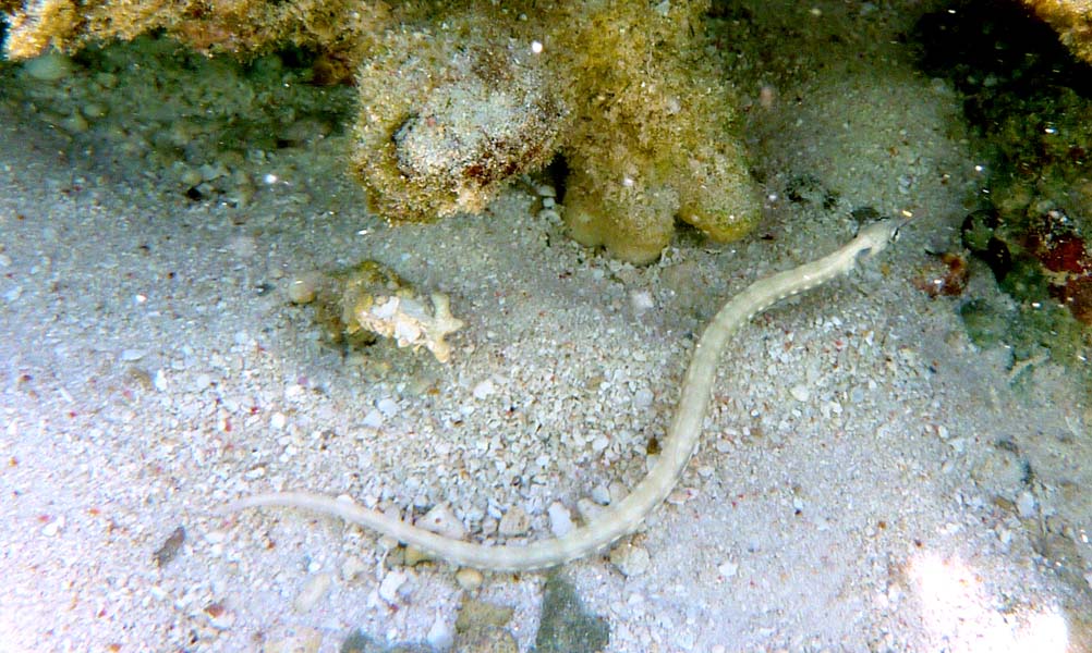 Seychellen-Unterwasser (69)
