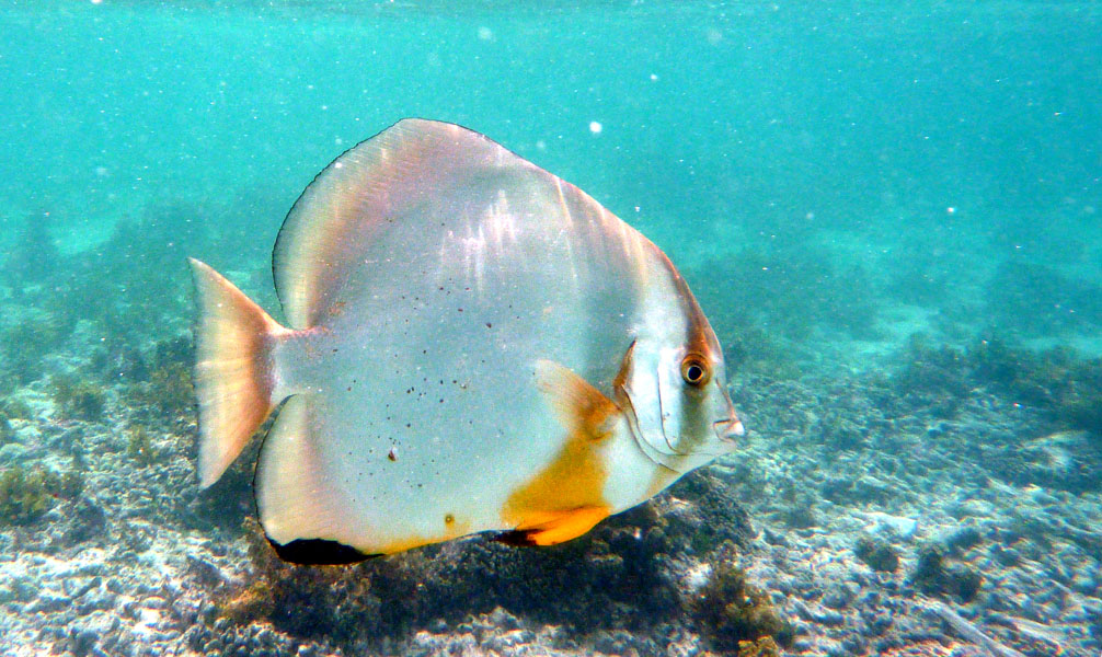 Seychellen-Unterwasser (70)