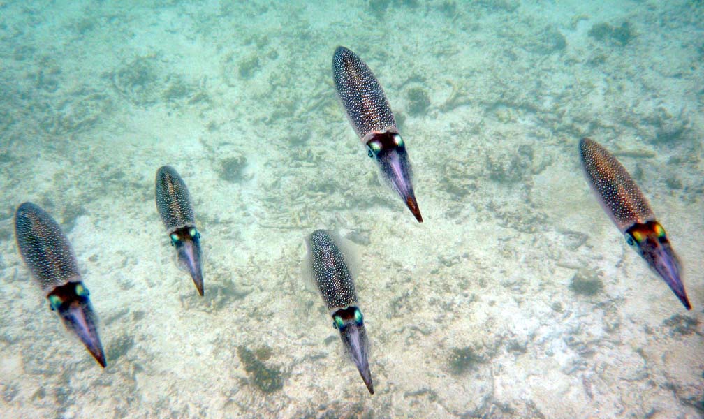 Seychellen-Unterwasser (71)