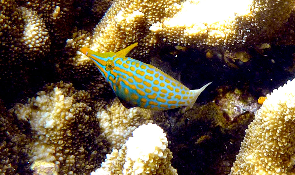 Seychellen-Unterwasser (72)
