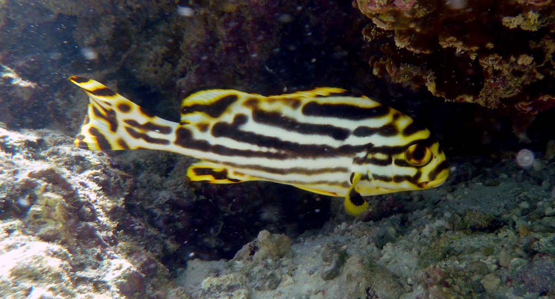Seychellen-Unterwasser (78)